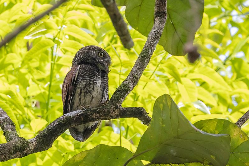 Chestnut-backed Owlet