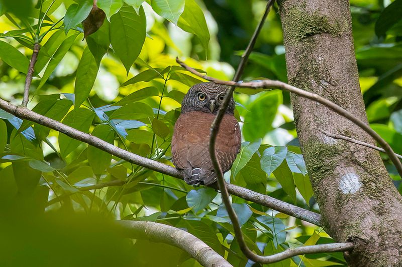 Chestnut-backed Owlet