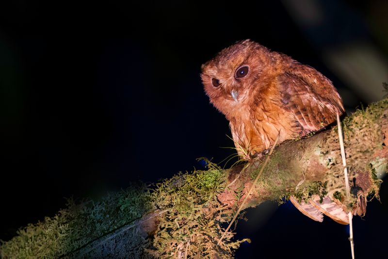 Cinnamon Screech Owl