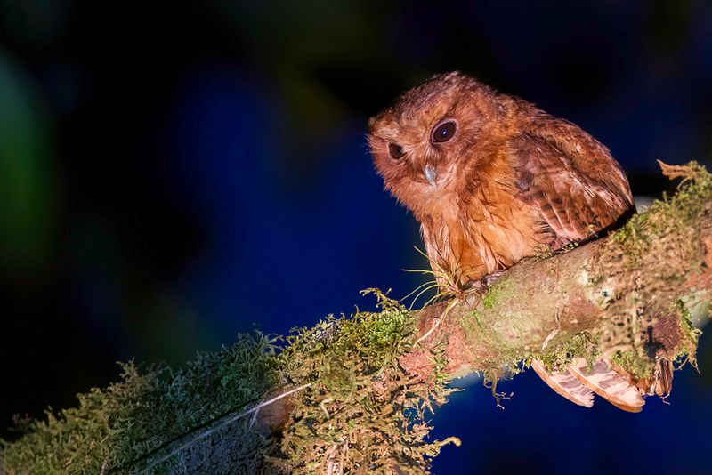 Cinnamon Screech Owl