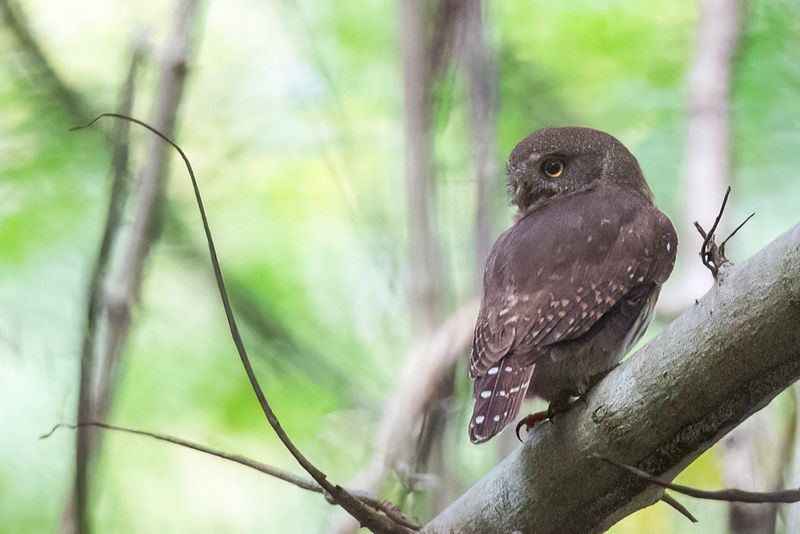 Colima Pygmy Owl