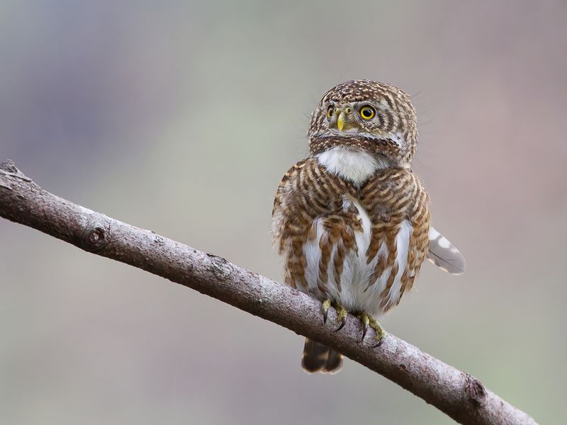 Collared Owlet
