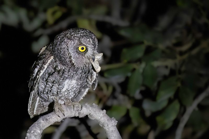 Cyprus Scops Owl