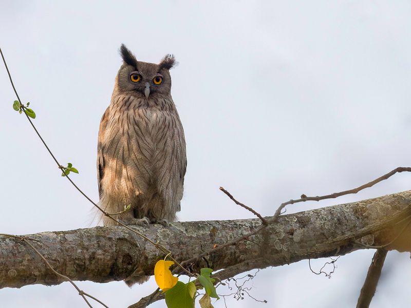 Dusky Eagle-Owl