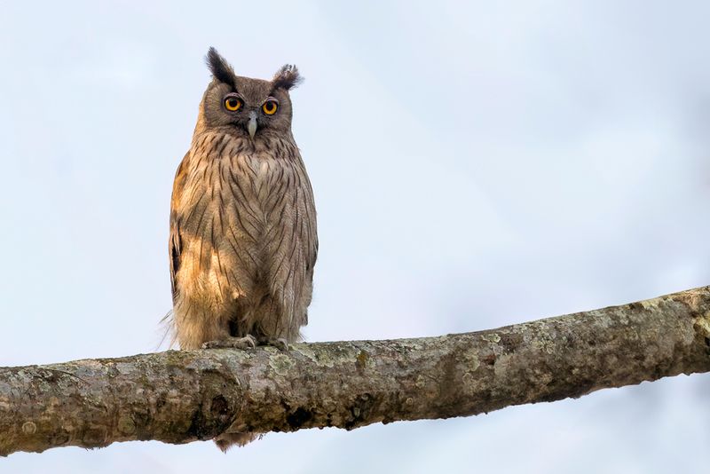 Dusky Eagle-Owl