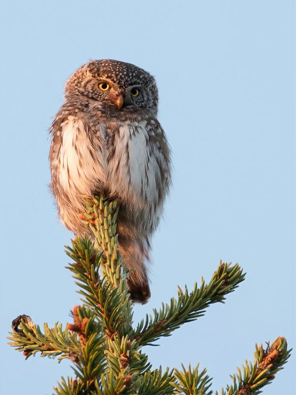 Eurasian Pygmy Owl