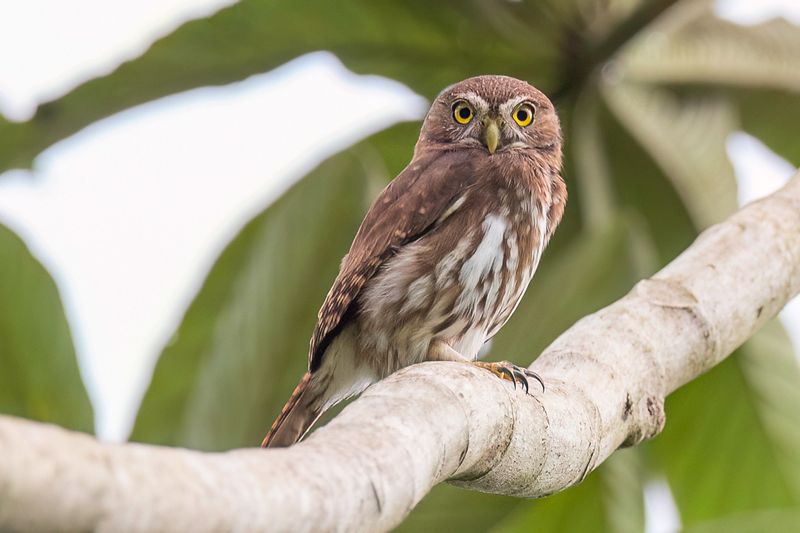 Ferruginous Pygmy Owl