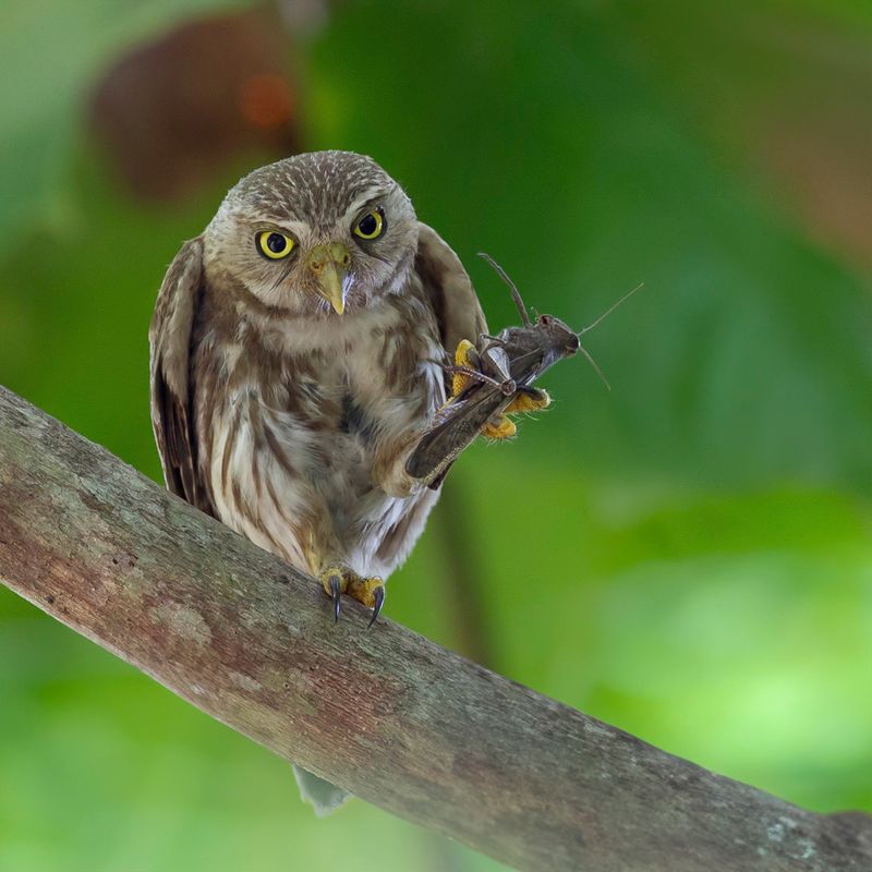 Ferruginous Pygmy Owl