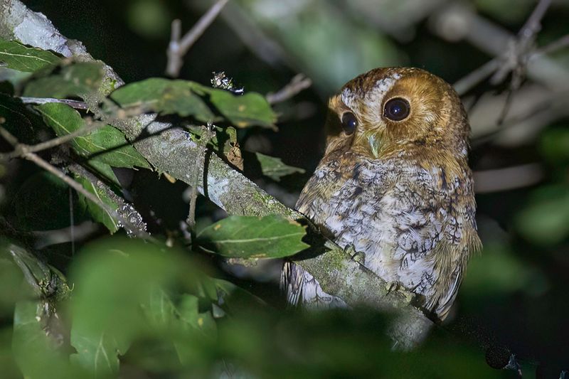 Flammulated Owl