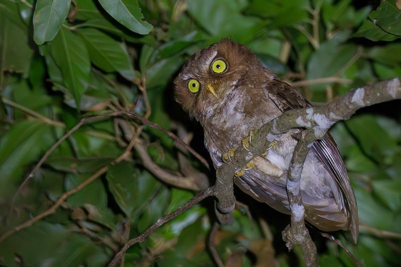 Flores Scops Owl