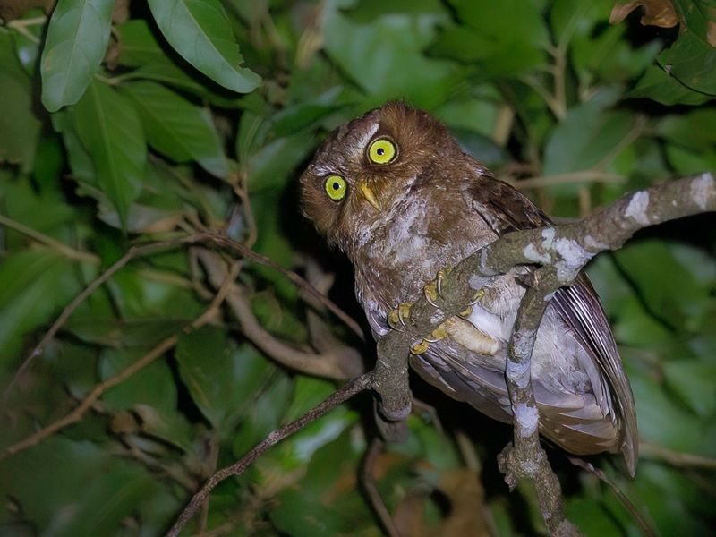 Flores Scops Owl