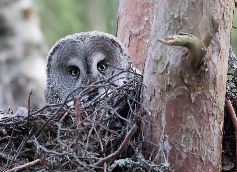 Great Grey Owl
