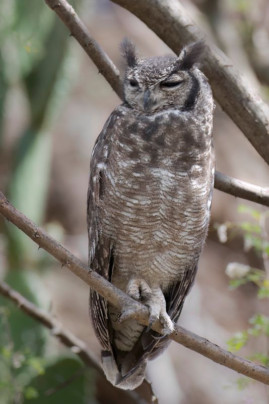 Greyish Eagle-Owl