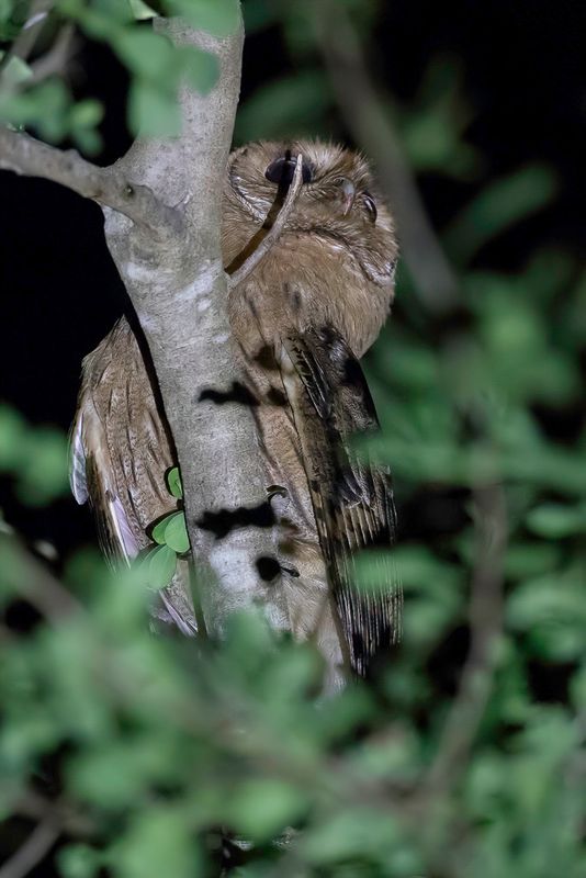 Jamaican Owl