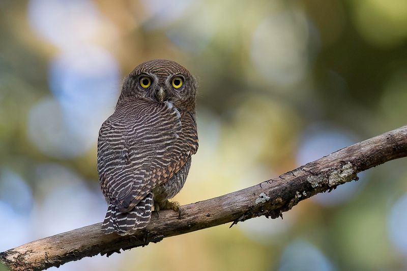 Jungle Owlet