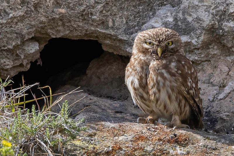Little Owl