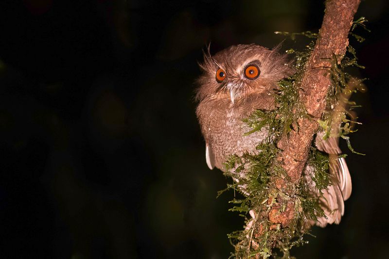 Long-whiskered Owlet