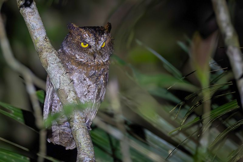 Luzon Scops Owl