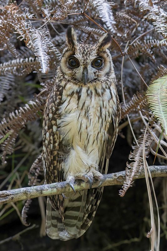 Madagascar Owl
