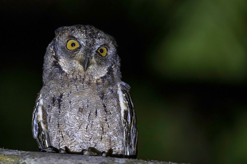 Mantanani Scops Owl