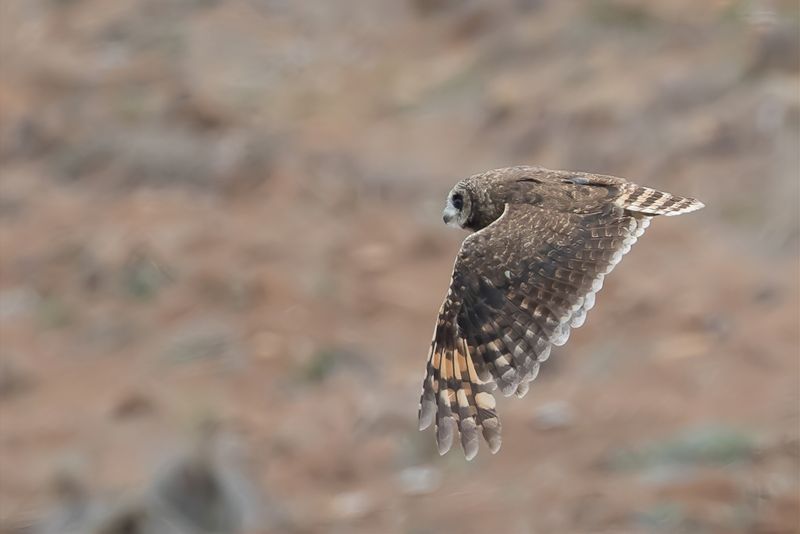 Marsh Owl