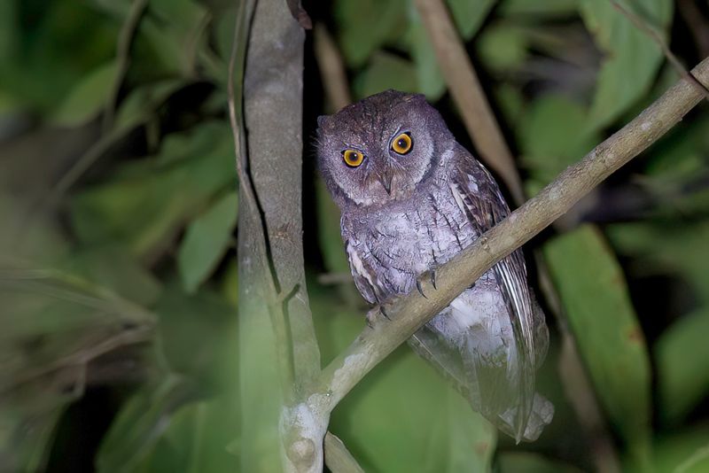 Moluccan Scops Owl