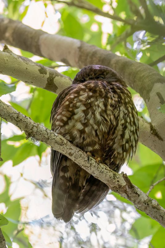 Morepork