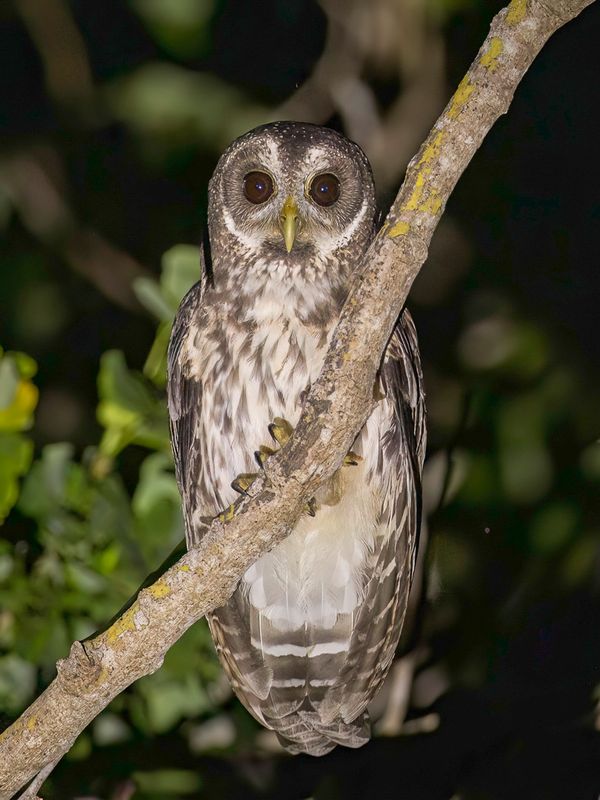 Mottled Owl