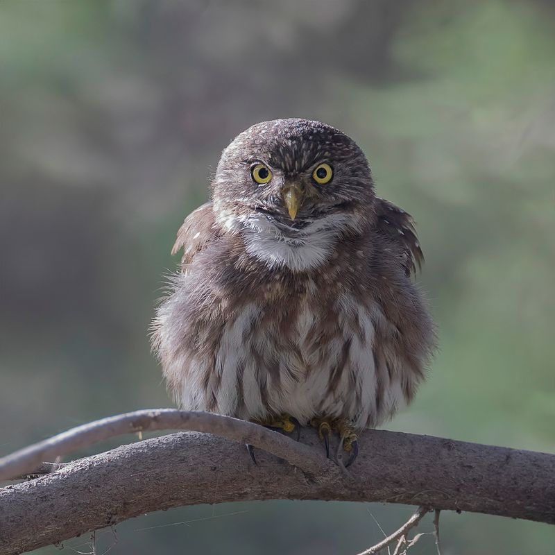 Pacific Pygmy Owl