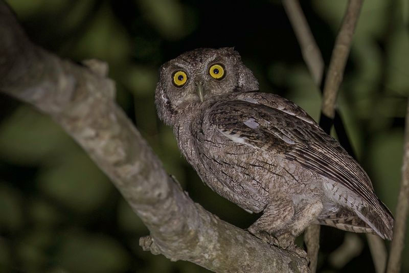 Pacific Screech Owl