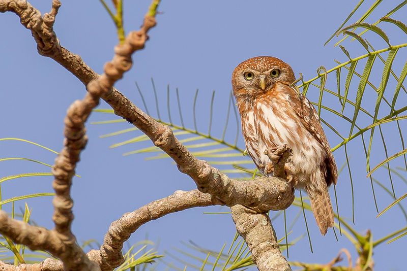 Pearl-spotted Owlet