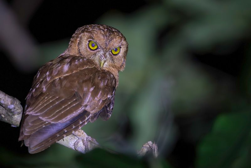 Pemba Scops Owl