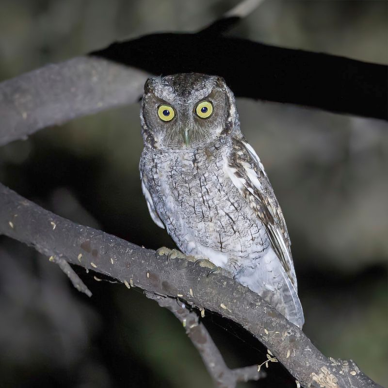West Peruvian Screech Owl