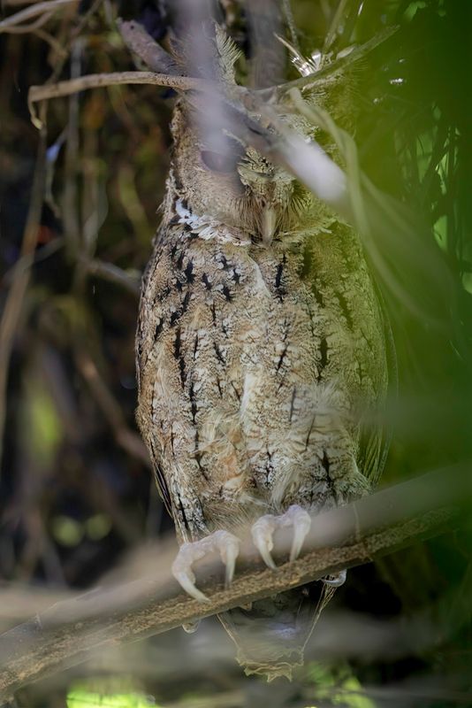 Philippine Scops Owl