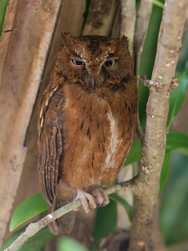 Madagascar Scops Owl - Madagaskardwergooruil - Petit-duc malgache