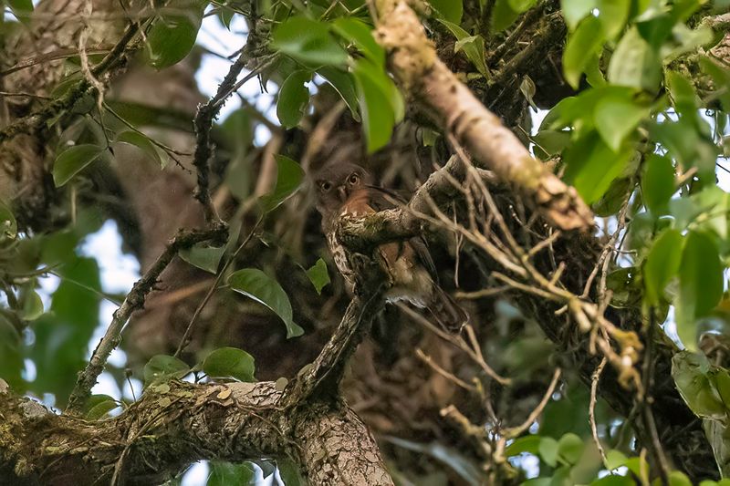 Red-chested Owlet