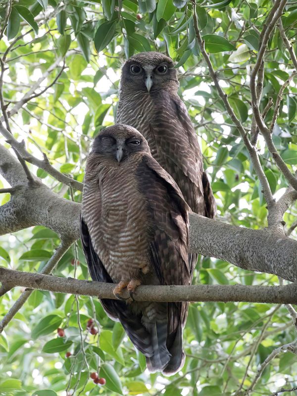 Rufous Owl