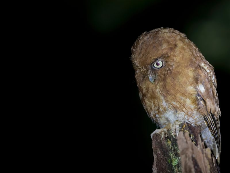 Santa Marta Screech Owl