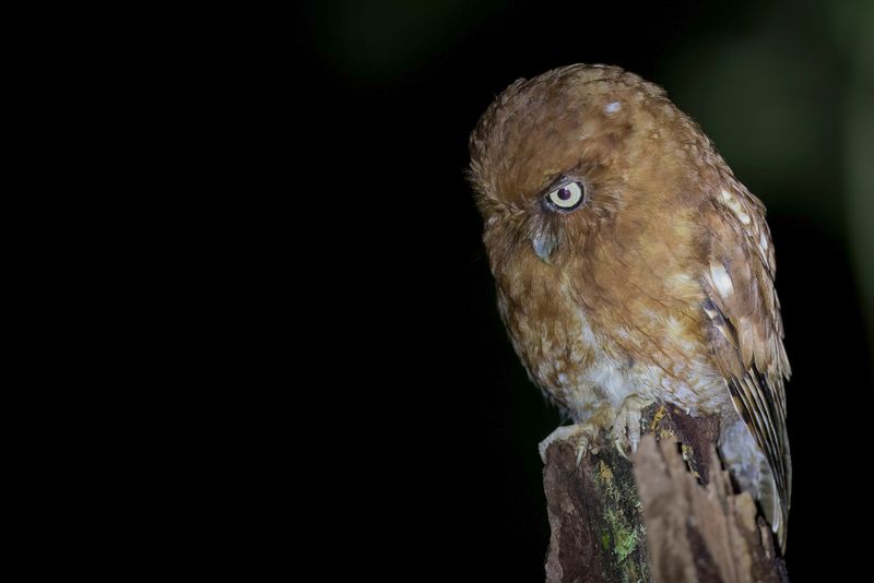 Santa Marta Screech Owl