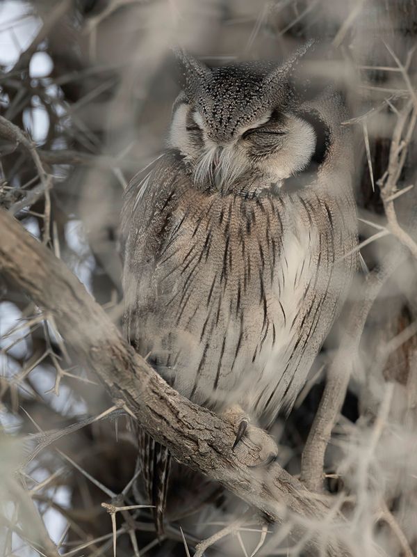 Southern White-faced Owl