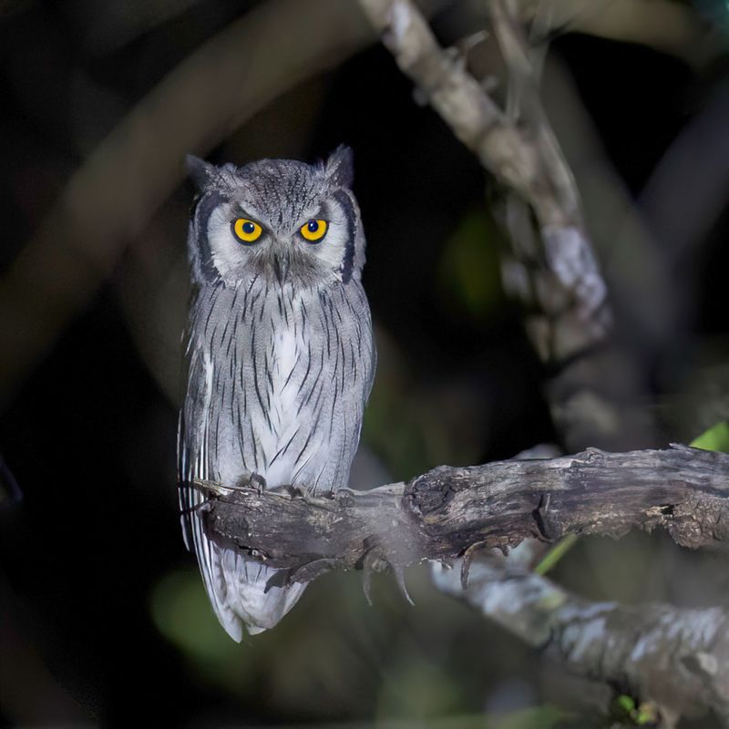 Southern White-faced Owl
