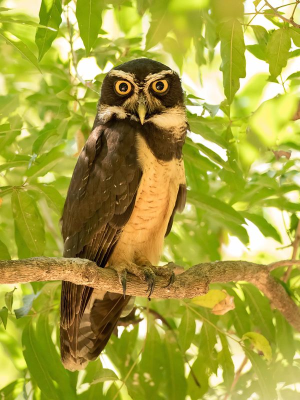Spectacled Owl