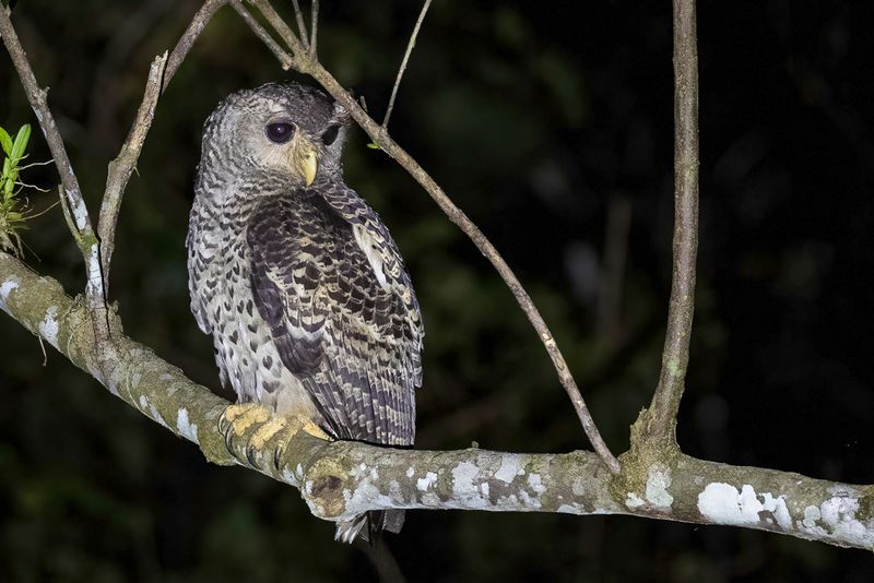 Spot-bellied Eagle-Owl