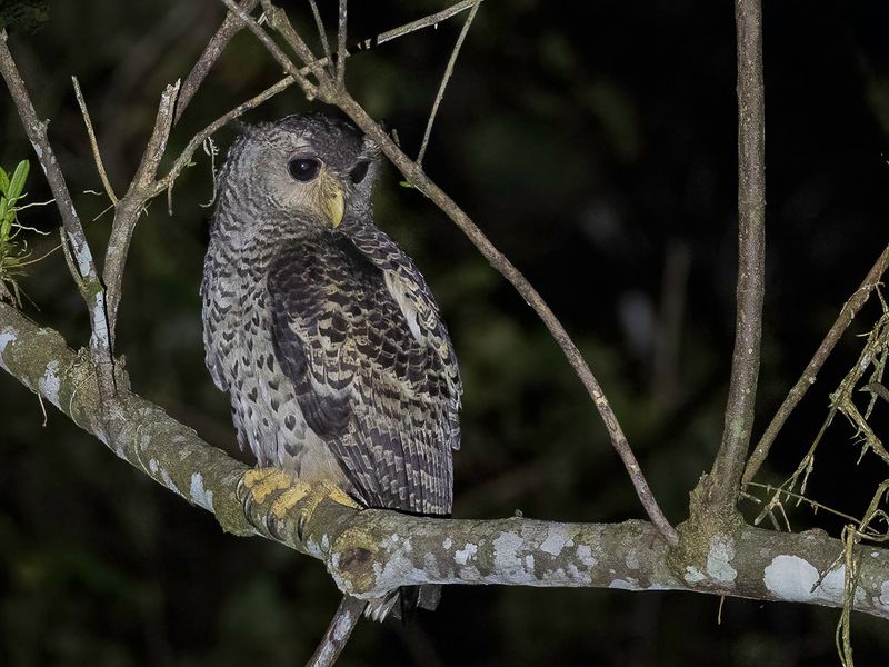 Spot-bellied Eagle-Owl