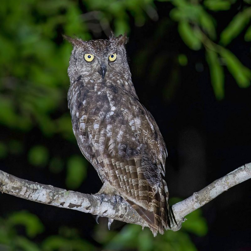 Spotted Eagle-Owl