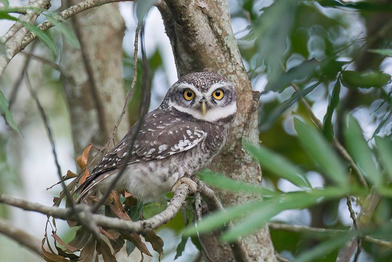 Spotted Owlet