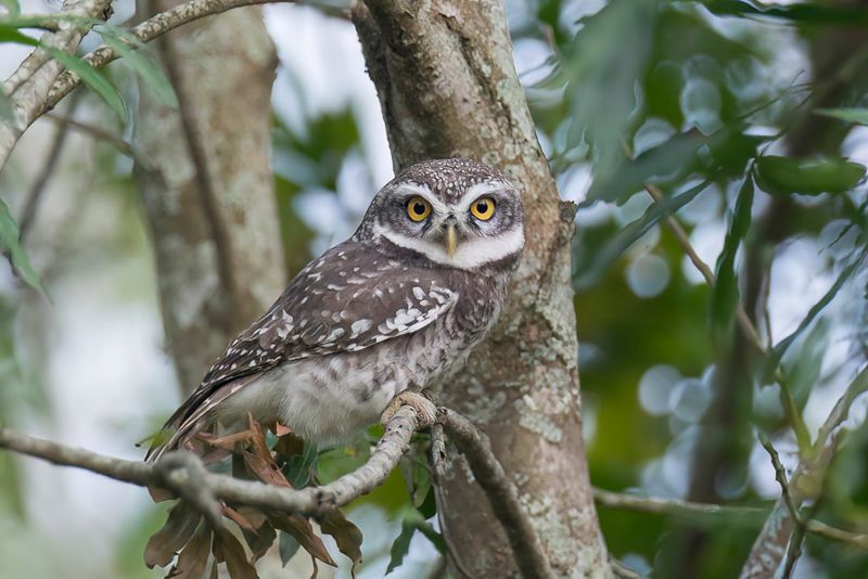 Spotted Owlet