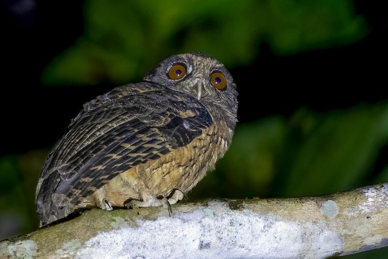 Tawny-bellied Screech Owl