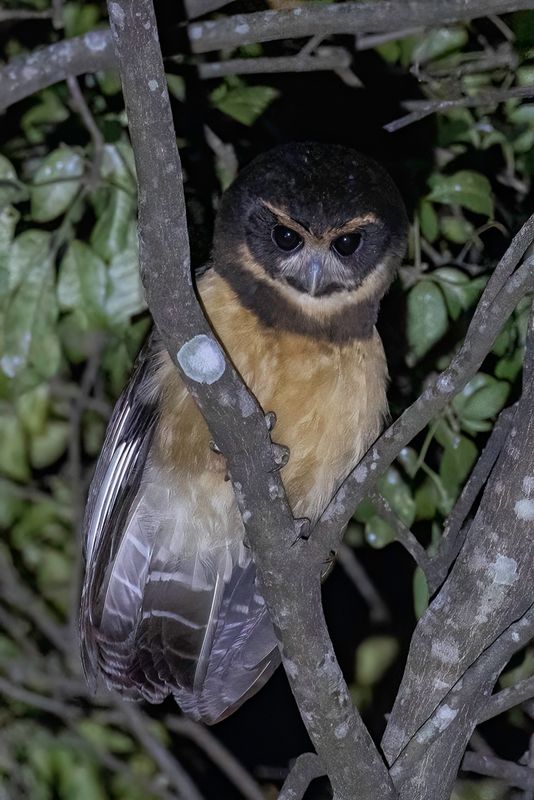 Tawny-browed Owl