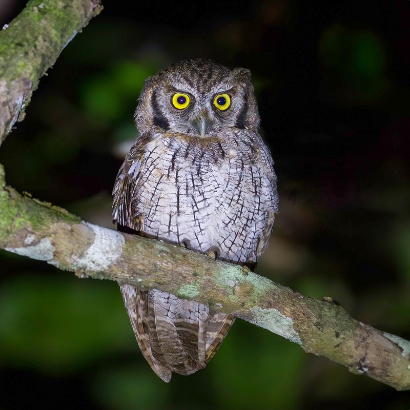 Tropical Screech Owl